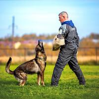 news_dogs