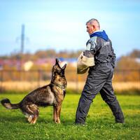 news_dogs