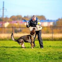 news_dogs