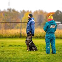 news_dogs