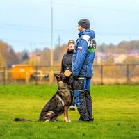 news_dogs