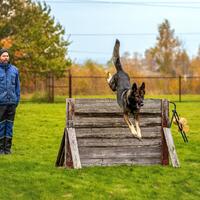 news_dogs