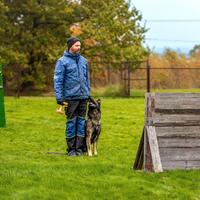 news_dogs