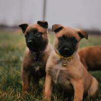 news_dogs