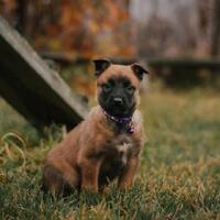 news_dogs