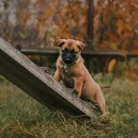 news_dogs