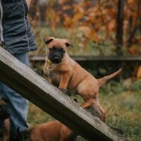 news_dogs
