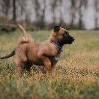 news_dogs