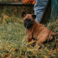 news_dogs