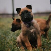 news_dogs