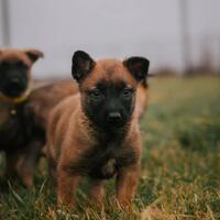 news_dogs